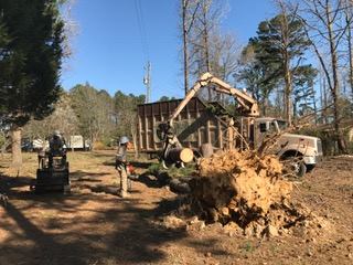 Giraffe Tree Services gallery 7