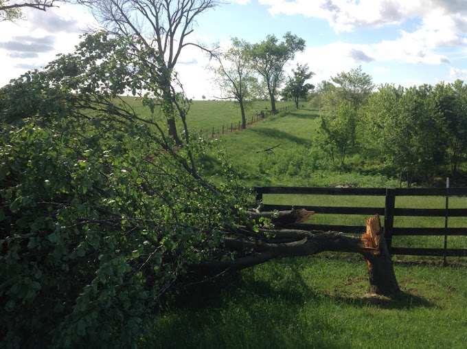 Tree removal service in Wake Forest, NC