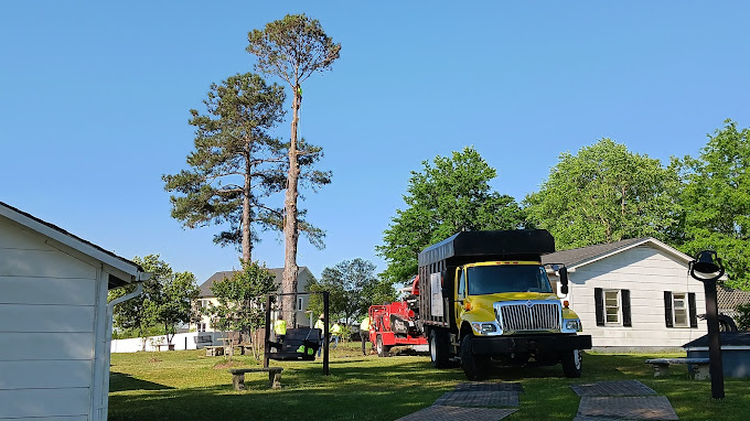 Green trees near residential buildings in Wendell, NC