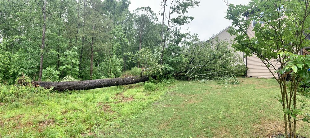 Mature tree in front of houses in Zebulon, NC