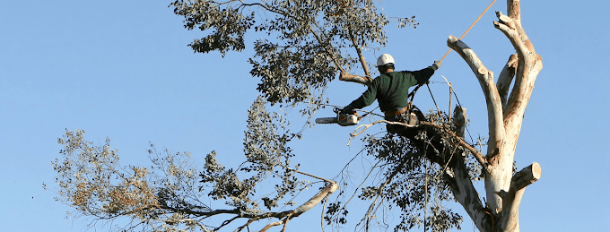 Professional tree trimming and pruning in Zebulon NC