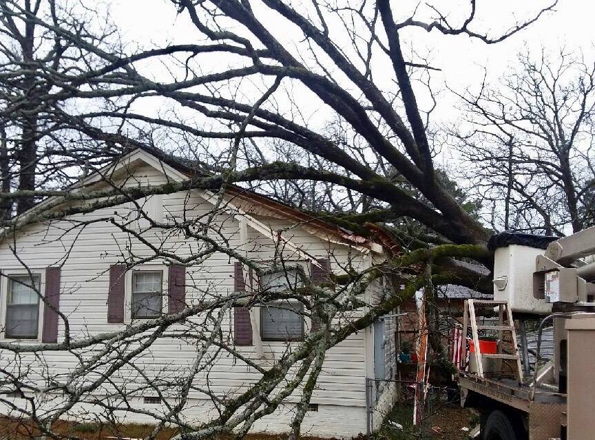 Giraffe Tree Services gallery 5