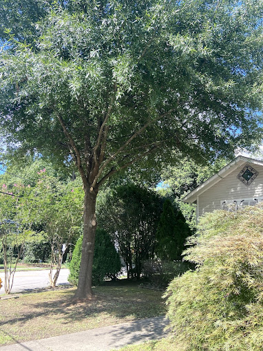 Two tree service professionals working on a residential property in Wake County