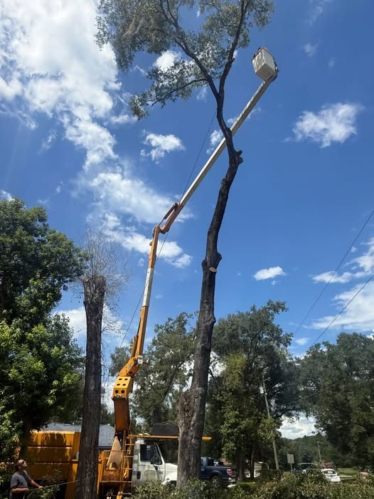 Homeowner reviewing tree removal estimate paperwork at a table