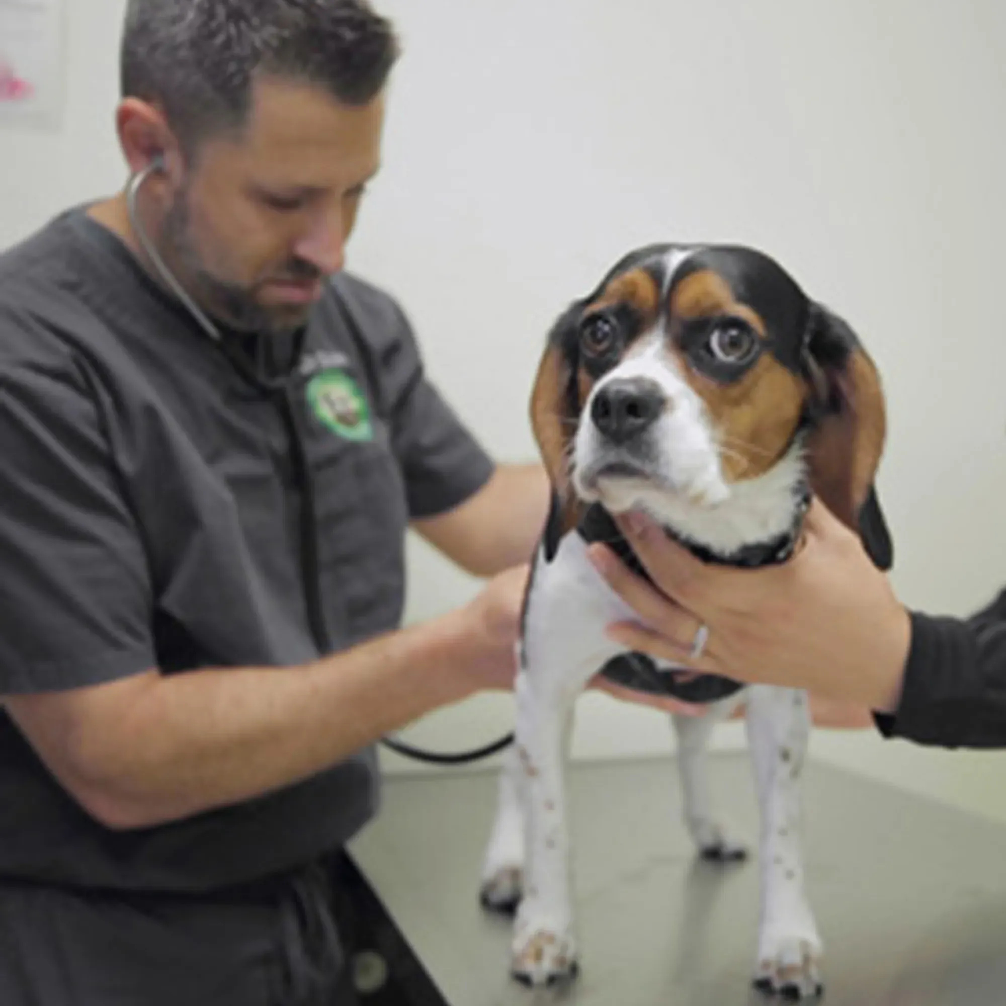 Veterinarian examining a beagle dog in a clinic setting