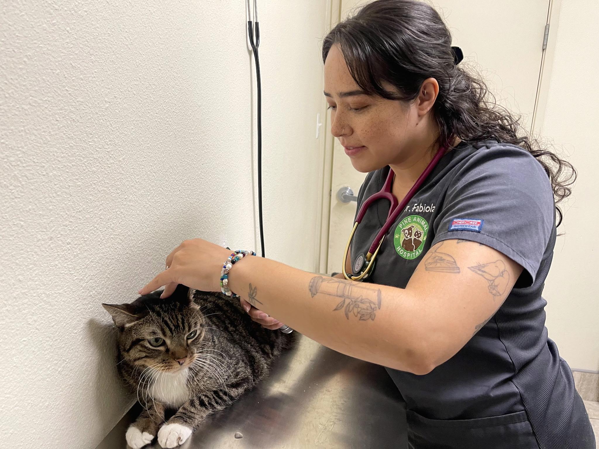Veterinarian gently petting a tabby cat during a wellness check-up at Pine Animal Hospital