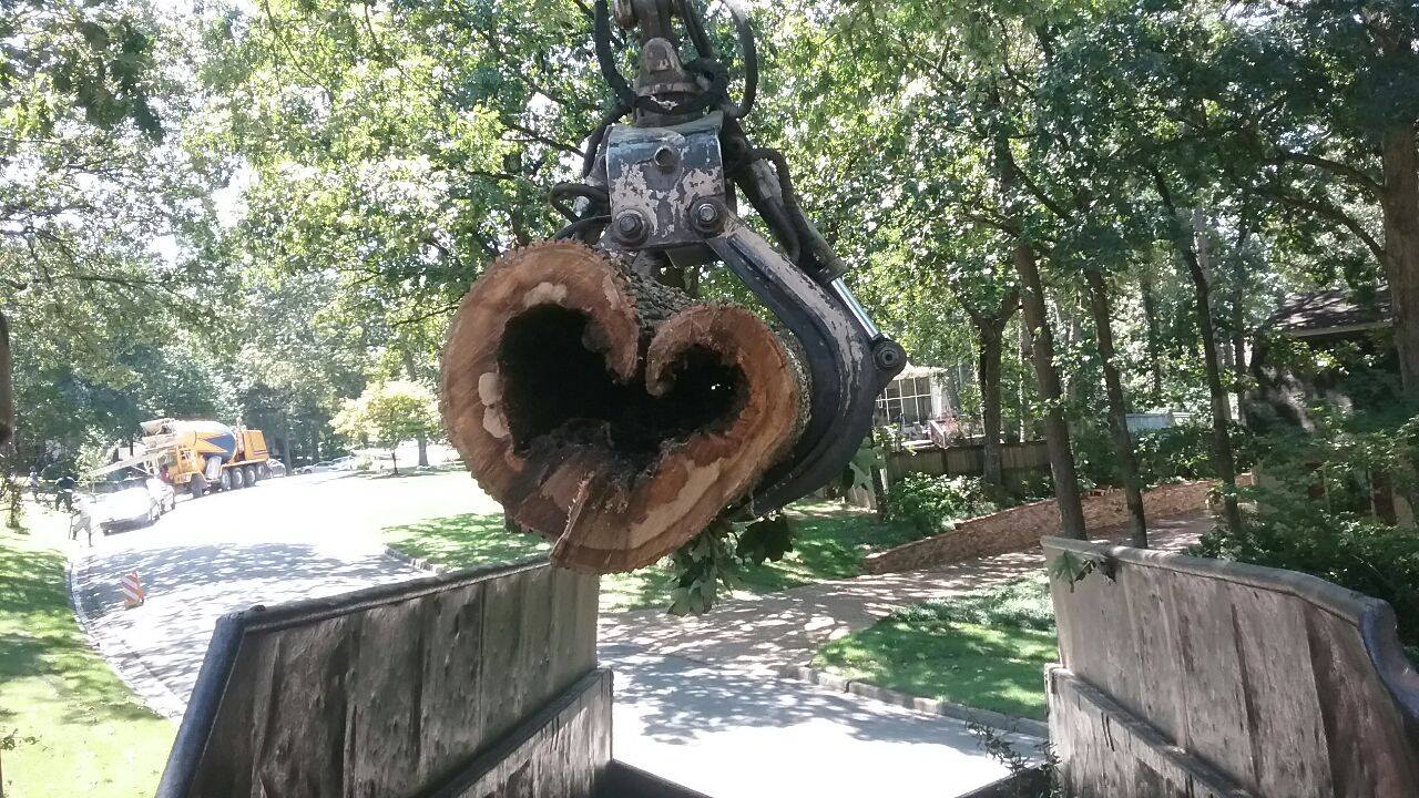 Giraffe Tree Services gallery 3