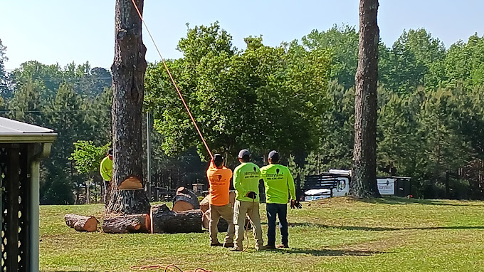 Tree service professional carefully trimming a residential tree in Zebulon, NC